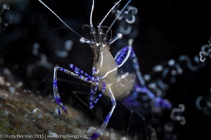 "Purple Arms"
I love the color of the Pederson Cleaning ... by Dusty Norman 